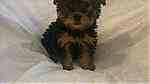Beautiful Yorkshire Puppies for sale - صورة 2
