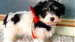 Fluffy Havanese Puppies ready for sale - Image 1