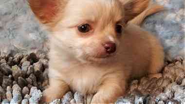 Stunning Chihuahua Puppies Available