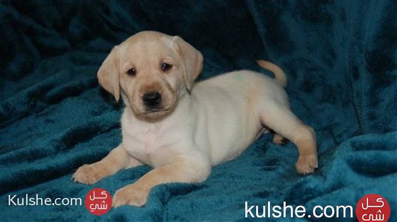 Cute Labrador Puppies for sale - صورة 1