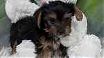 Beautiful Yorkshire Puppies for sale - صورة 3