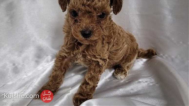 Fluffy Toy Poodle Puppies Available - صورة 1