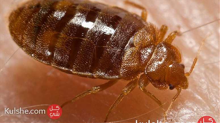 مكافحة حشرات وقوارض بالكويت - Image 1