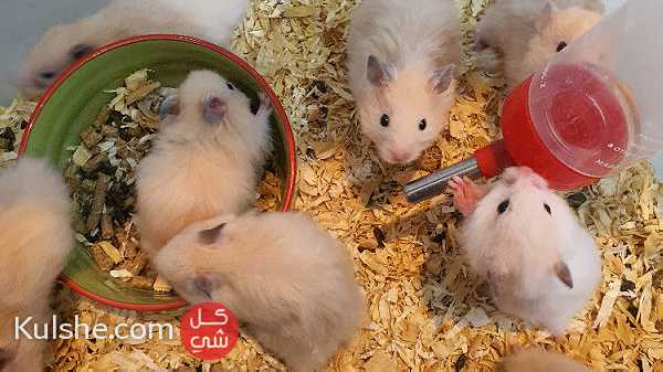Syrian hamster for sale - صورة 1