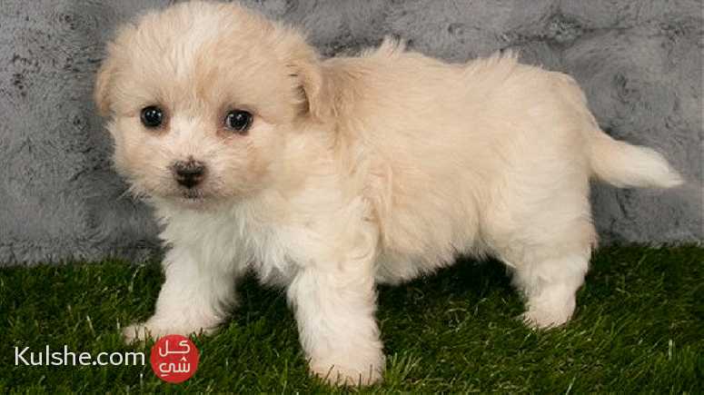 Plyaful Havanese Puppies for sale - Image 1