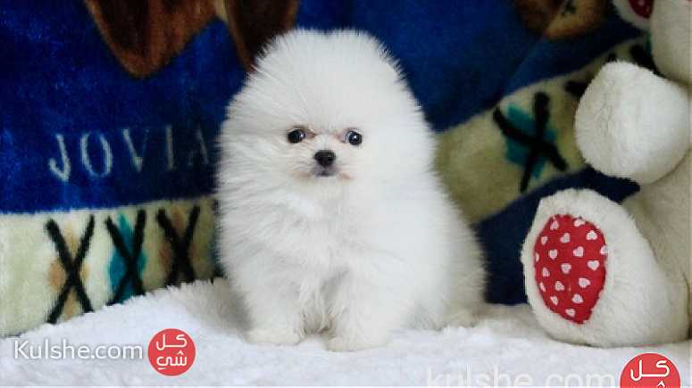 Cute Pomeranian Puppies Available - صورة 1