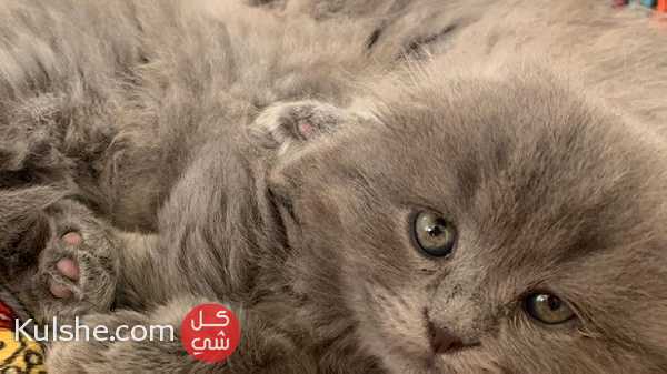 male kitten mix with Persian and Scottish - صورة 1