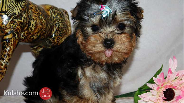 Adorable Yorkshire Puppies for sale - صورة 1
