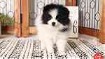 Fluffy Pomeranian Puppies Available - Image 1