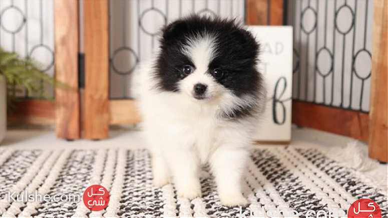 Fluffy Pomeranian Puppies Available - صورة 1