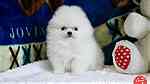 Fluffy Pomeranian Puppies Available - صورة 2