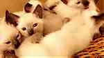 قطط سيامي Siamese - صورة 1