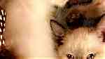 قطط سيامي Siamese - صورة 2