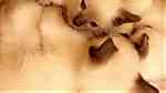 قطط سيامي Siamese - Image 3