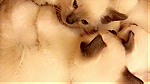 قطط سيامي Siamese - Image 4