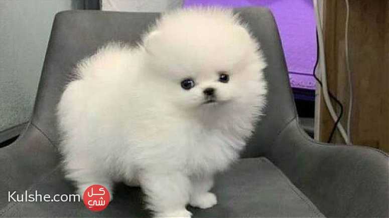 Purebred Pomeranian Puppies available - Image 1