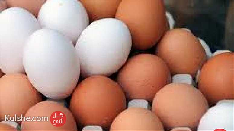 بيع البيض بالتقسيط والجملة بثمن جد مناسب التوصيل بالمجان - صورة 1