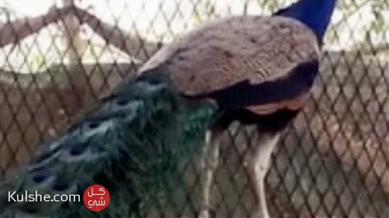 زوج طاووس للبيع, العين, رماح 2100درهم - Image 1