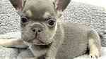 Adorable French Bulldog Puppies for sale - صورة 1