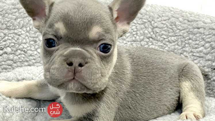 Adorable French Bulldog Puppies for sale - Image 1