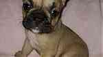 Adorable French Bulldog Puppies for sale - صورة 3