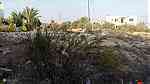 ارض للبيع في شفا بدران/ ابو القرام - قرب اكاديمية ريماس الدولية - صورة 6