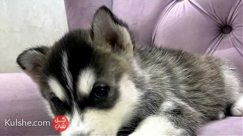 ‏husky puppies for sale - Image 1