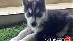 ‏husky puppies for sale - Image 2