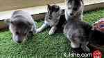‏husky puppies for sale - Image 5