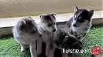 ‏husky puppies for sale - صورة 7