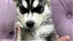 ‏husky puppies for sale - Image 8