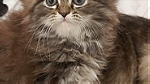قطة شيرازي للبيع - صورة 1