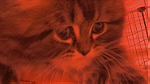 قطة شيرازي للبيع - صورة 2