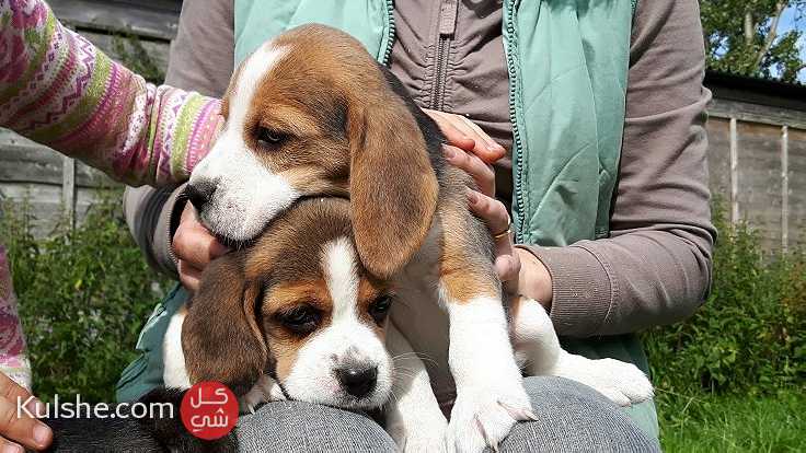 Healthy Beagle and Puppies - صورة 1