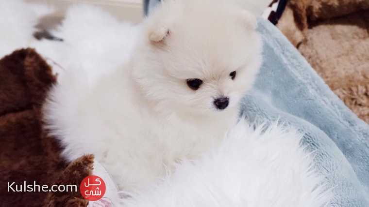 Cute Pomerania Puppies available - Image 1