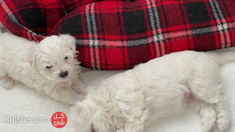 Maltese Puppies available for sale - صورة 1