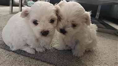 Male and female Maltese Puppies for sale