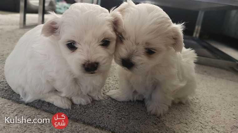 Male and female Maltese Puppies for sale - Image 1