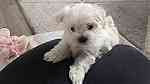 Male and female Maltese Puppies for sale - Image 2