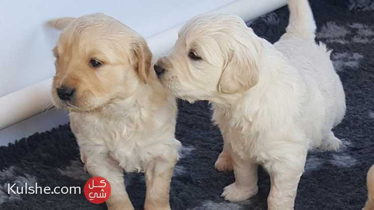 Beautiful Golden Retriever Puppies - صورة 1