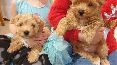 Poodle Puppies ready for new home