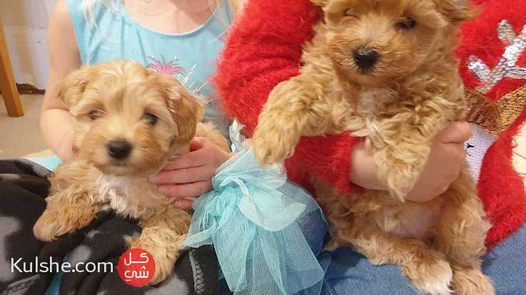 Poodle Puppies ready for new home - صورة 1