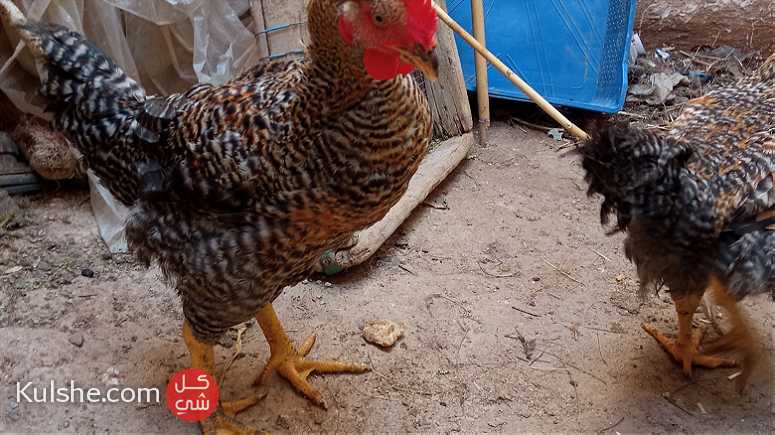 مراكس والنواحي المغرب.دجاج الحبشي الحرش - صورة 1