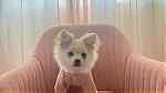 بومرينيان Pomeranian - صورة 1