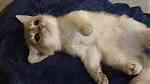قطط سكوتي شانشيلا - صورة 3
