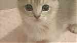 قطط سكوتي شانشيلا - صورة 2