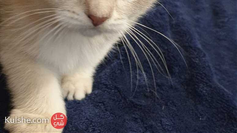 قطط سكوتي شانشيلا - صورة 1
