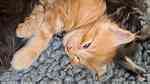 Maine Coon Kittens - صورة 3