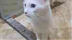 قطط نوع تركي اللون أبيض أنثى و ذكر لون العين أزرق العمر 4 شهور ونصف تم التطعيم الجوازات جاهزة - صورة 2