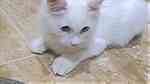 قطط نوع تركي اللون أبيض أنثى و ذكر لون العين أزرق العمر 4 شهور ونصف تم التطعيم الجوازات جاهزة - صورة 1